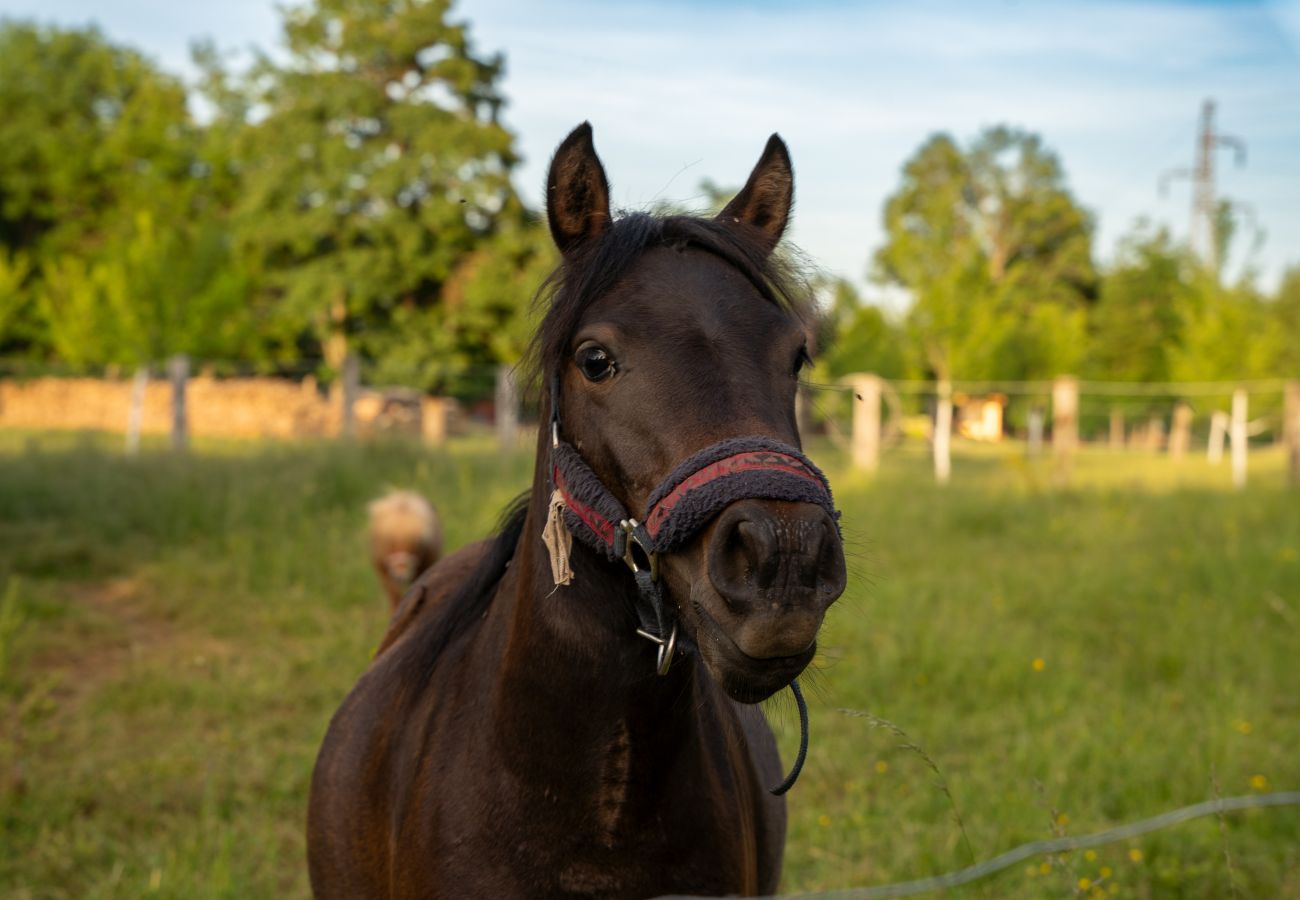 Villa in Brušane - Villa Brusiana mit überdachtem, beheiztem Pool